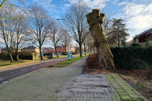 Oude plataan krijgt tweede leven als robuuste tafel